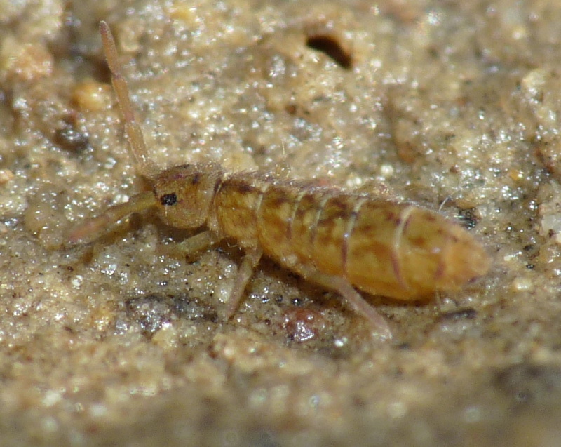 Collembola 1